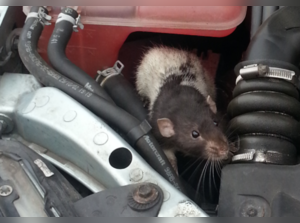 Rats wreak havoc: Record surge in vehicle breakdowns caused by animals in 2023