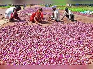 Nafed starts onion procurement in Nashik & Ahmednagar dists