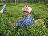 Tea production falls by 6.18pc to 127.12 mkgs in Nov 2023