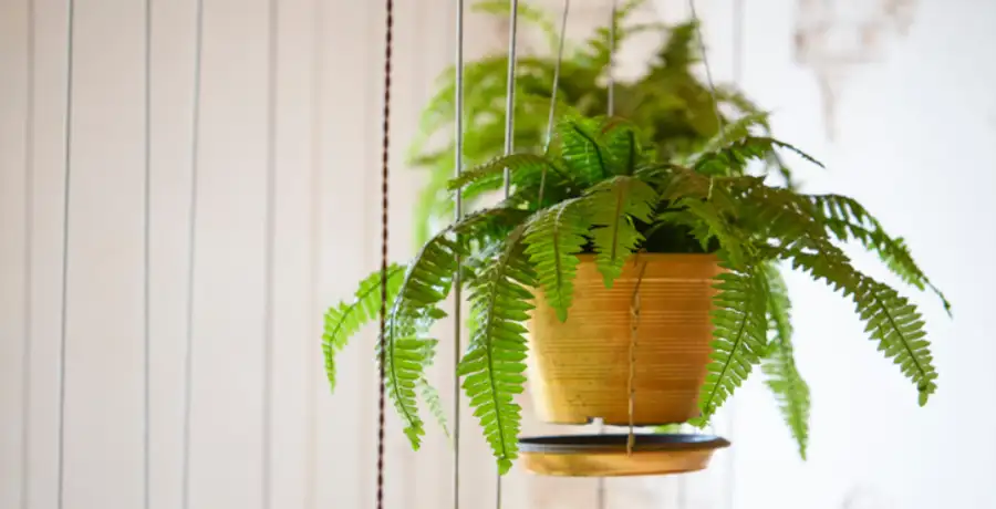 8 plants for your kid's study room - Vimarsana News