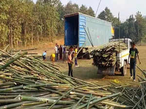 7000 pieces of bamboo sent to Ayodhya from Assam ahead of Ram Temple consecration ceremony