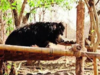 India's oldest sloth bear 'Bablu' passes away at Bhopal zoo