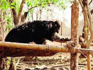 'India's oldest' sloth bear in captivity dies at 36 in Bhopal zoo