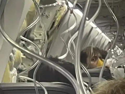 Window missing