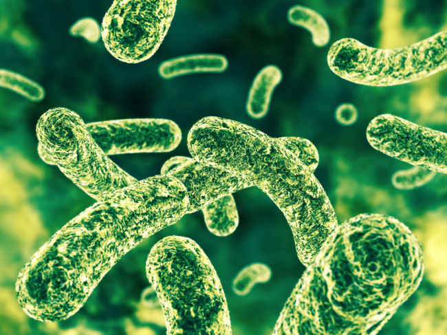 A study reveals that certain gut bacteria can influence the immune response to mRNA Covid vaccines.