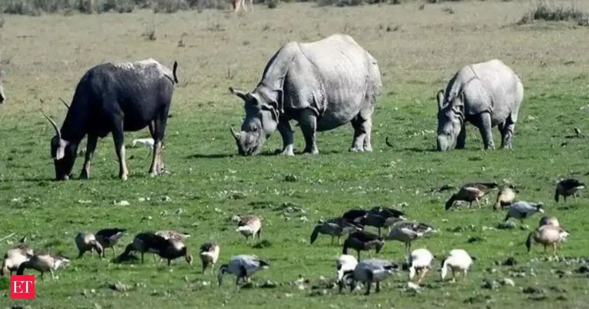 After 40 years, rhinos return to sanctuaries in Assam - Vimarsana News