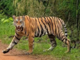 Odisha residents among 30 encroachers cleared from Udanti Sitanadi Tiger Reserve Buffer Zone