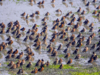 Punjab: 40,000 to 50,000 migratory birds arrive at Harike wetland