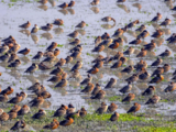 Punjab: 40,000 to 50,000 migratory birds arrive at Harike wetland