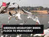 Siberian migratory birds draw tourists at Triveni Sangam in Prayagraj, watch!