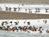 Migatory birds transform Jammu's Gharana wetland into 'bird-watching paradise'