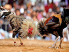 Andhra Pradesh breeders feeding roosters Shilajit, Viagra & Steroids to prepare them for cockfights