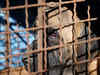 South Korea parliament passes bill banning dog meat trade