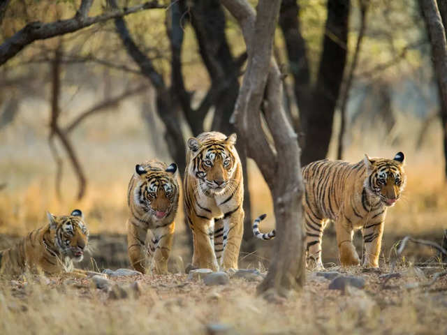 13 tiger reserves