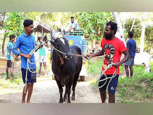 TN: Over 12,000 bulls, 4,500 bull tamers enlisted for Jallikattu competitions in Madurai