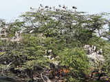3.42 lakh migratory birds spotted in Odisha's Hirakud reservoir
