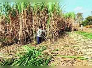 2 months into cane crushing season, sugar production lags