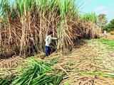 Average cane crushing days of the sugar mills have decreased by 20% increasing production costs, says minister Nitin Gadkari