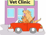 4) Visit the vet