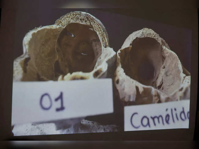 A picture of a study carried out by the Institute of Legal Medicine of Peru on the 'alien mummies' that concluded that they are dolls made with animal bones is displayed in Lima