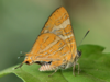 ​Rare new butterfly species identified in Kodagu’s western ghats hotspot