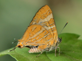 ​Rare new butterfly species identified in Kodagu’s western ghats hotspot