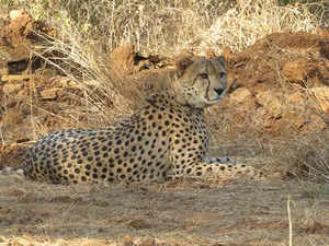 Namibian cheetah Shaurya passes away at Kuno, post-mortem to determine cause