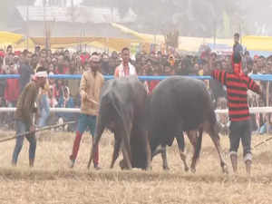 Assam: Traditional buffalo fight 'Moh-Juj'organised after nine years as part of 'Magh Bihu' celebration in Morigaon