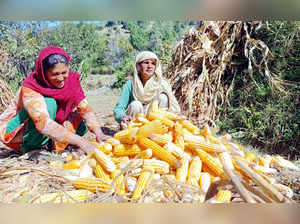 Udhampur, Oct 20 (ANI): Women agricultural labourers peel off the maize after ha...