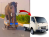 Viral video: When Tata Motors Chota Hathi with an elephant on it beats Hyundai Creta