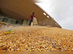 A workers empties a sack of corn kernels at APMC market yard on the outskirts of Ahmedabad