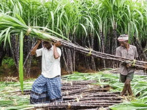 sugarcane-price