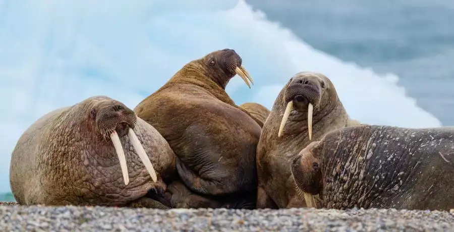Teeth of these animals keep growing until they die - Vimarsana News