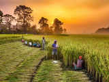 What Budget can sow on the farmland to get a vibrant Bharat 1 80:Image