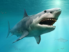 Study finds Megalodon was not like gigantic great white shark