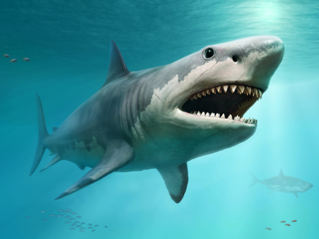 ​Previous portrayals depicted Megalodon as a monstrous, super-sized shark. (Representative Image)​