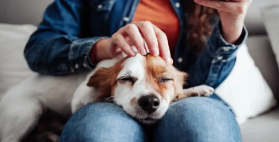 Reasons why dogs can be the best pet for a lonely person - Vimarsana News