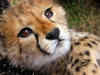 New cubs at Kuno! Cheetah gives birth to 3 babies
