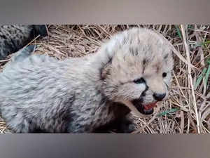 Purrs in the wild: Namibian Cheetah gives birth to 3 cubs at MP's Kuno National Park
