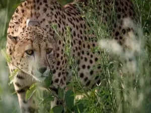 12 South African Cheetahs
