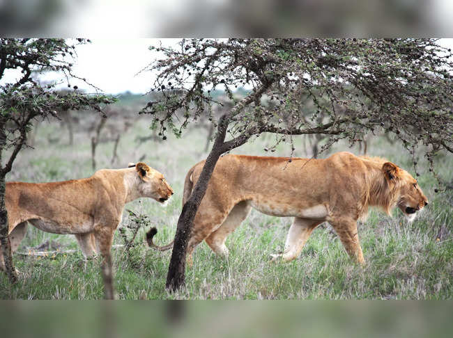 This handout image released by The University of Wyoming on January 25, 2024, shows lions walking in a savannah area of Kenya on an undisclosed date.