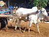 Anand Mahindra praises Asaram Bapu ashram's bull Ramu, social media hails it as 'Employee of the Month'