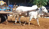Anand Mahindra praises Asaram Bapu ashram's bull Ramu, social media hails it as 'Employee of the Month'