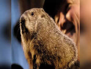 Groundhog Day 2024: Date, meaning, time, historic significance. Is it federal holiday?