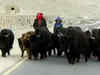 PLA stops nomads from grazing cattle along LAC in Ladakh