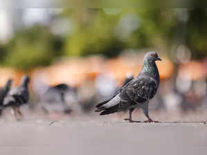 Pigeon suspected to be used by Chinese for spying released after 8 months: Mumbai police