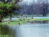 5 more wetlands get Ramsar tag, takes India to 4th position globally
