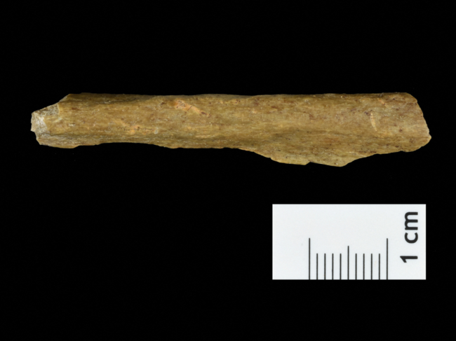 A Homo sapiens bone fragment from excavations at a cave site in the German town of Ranis provides new insight into the arrival of Homo sapiens in the region thousands of years earlier than previously known.