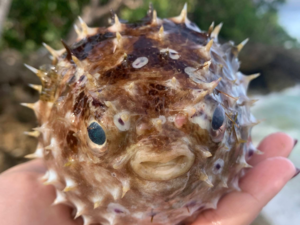 Brazil man dies after eating pufferfish. What happened to him?