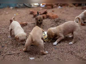 Greater Noida boy allegedly throws puppy from high-rise, FIR registered